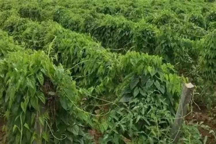 磷钾肥料的有哪些