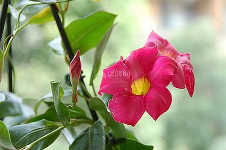 飘香藤怎么养才开花