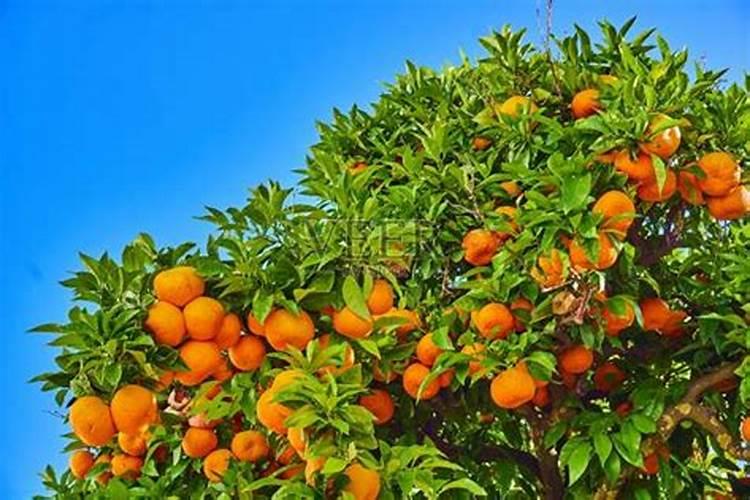 沃柑果树开花时干旱天气久了可以直接淋肥吗？