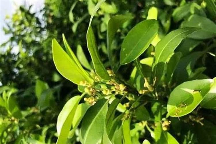 沃柑多久施肥