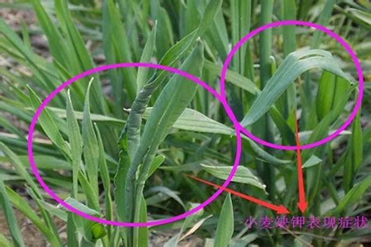 氟氯氰菊酯给兰花灌根除虫可以吗