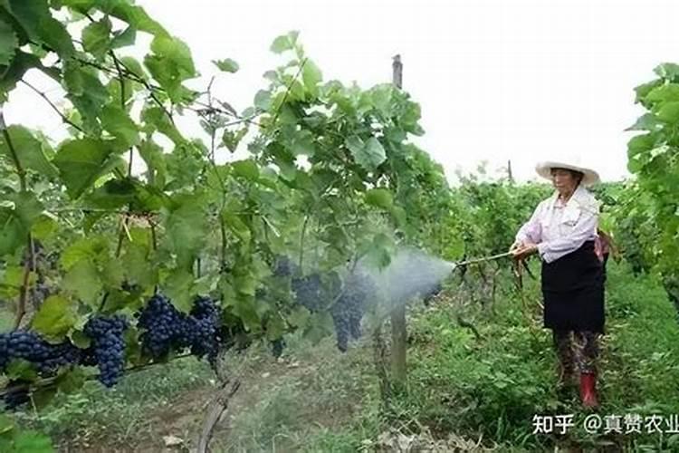 晋麦70品种来源