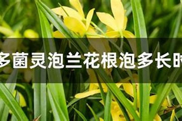 枸杞树的种植与管理技术,枸杞栽培注意事项有哪些