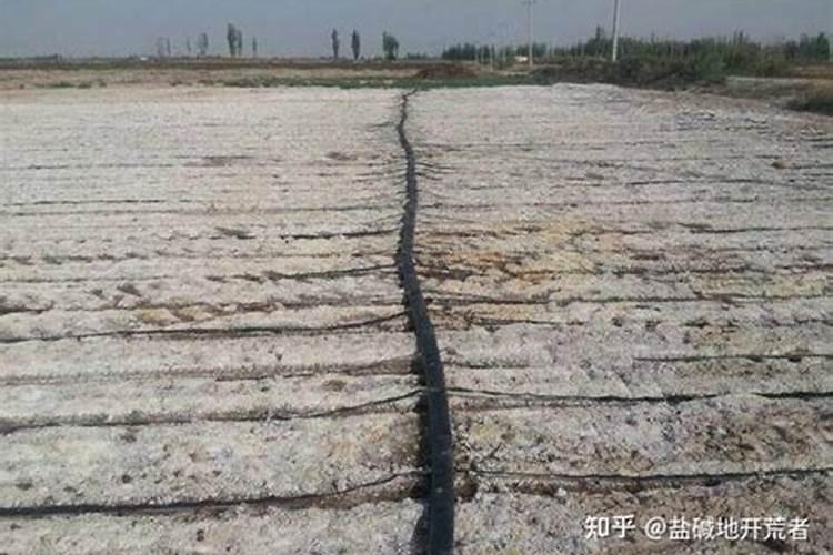 大家好!我想问一下黄河三角洲地带的盐碱地需要上什么肥料？