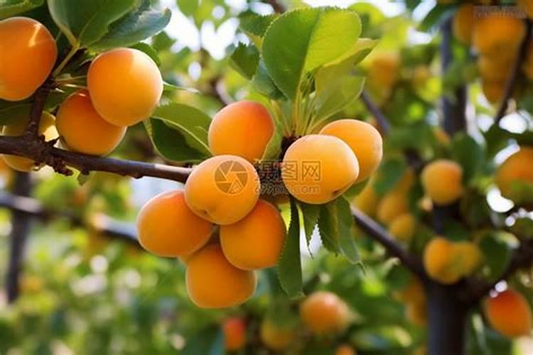 杏子快要成熟的时候后突然落了很多果,这是怎么回事？