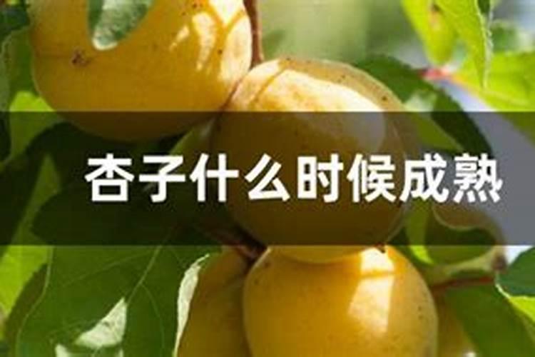 让杏子变甜的方法