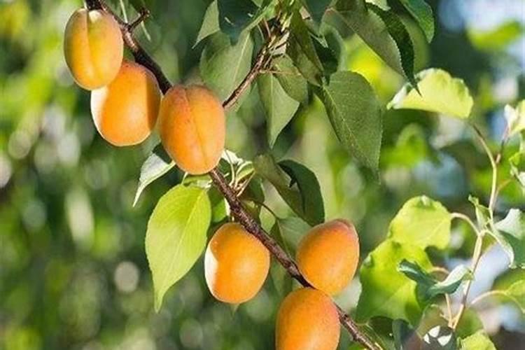 杏子里面的小虫磨半天也挪不动是为什么