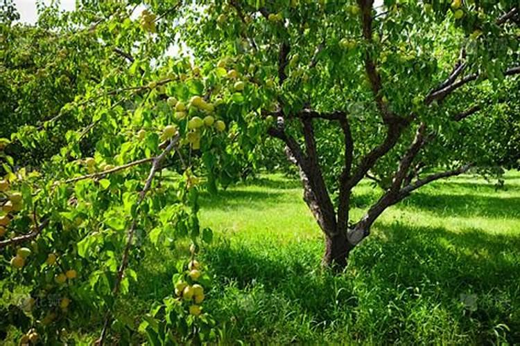 有机肥与水溶肥混合施？