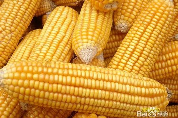 玉米用尿素好还是复合肥好