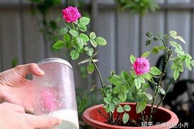 刚种下茶花施肥了如何处置