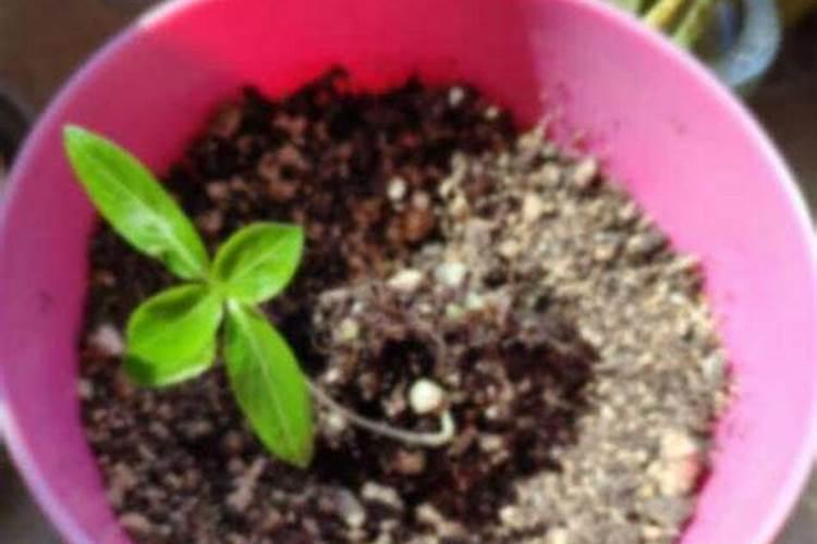 玫瑰花苗种植方法