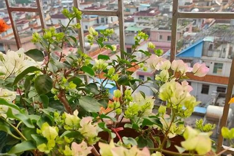 开花期间施什么肥好 开花期间可以施哪些肥