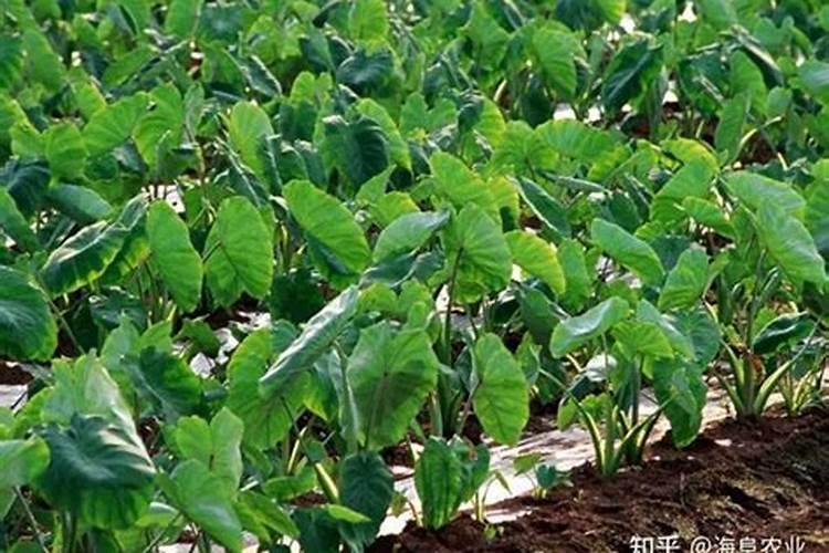 芋头膨大期用磷酸二氢钾喷叶面还是喷根好？