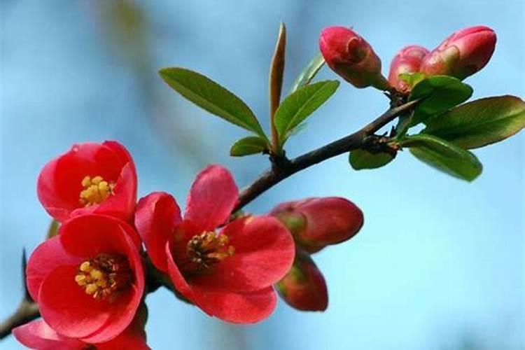 硅肥在水稻生产中有什么特殊作用？