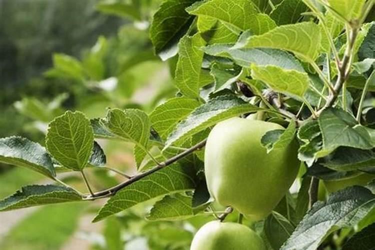 油葵什么时候打药