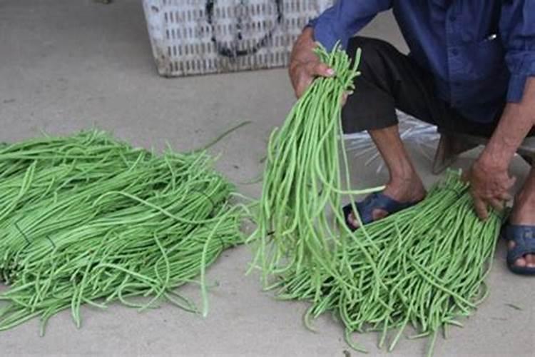 荔枝施什么肥料最好