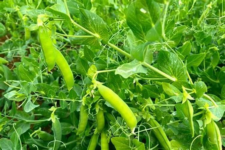 甜豌豆种植时间和方法
