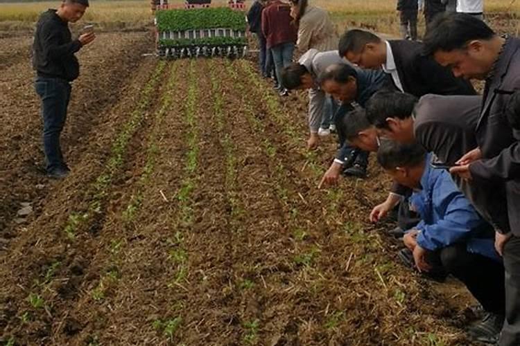 豆苗用恶霉灵魂 氨基酸水溶肥 乙蒜素,灌根,结果烧根。咋回事？