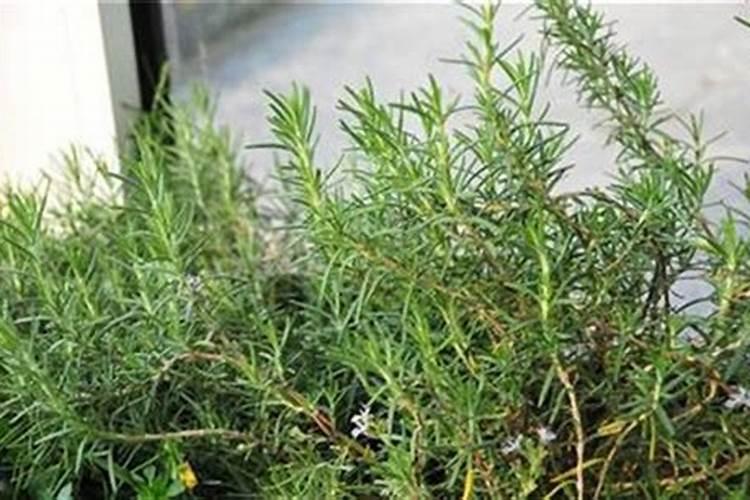 大量元素水溶肥怎么施用