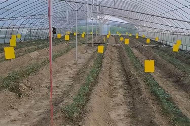 生菜肥料施用的技巧