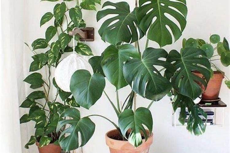 龟背竹施什么肥好,龟背竹施氮磷钾肥最好