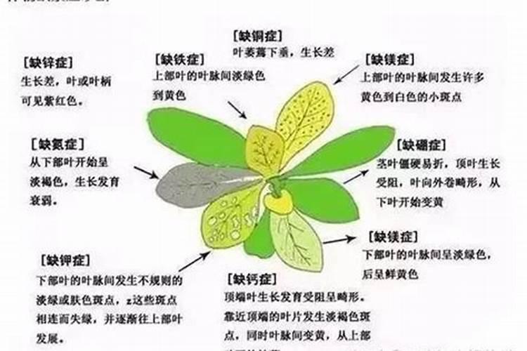 茶花、杜鹃花、栀子花适合浇什么肥料