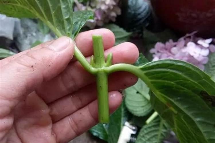 俄罗斯十大化肥品牌、化肥销量排行榜前十名