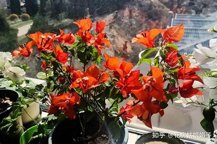 铵根离子是酸还是碱