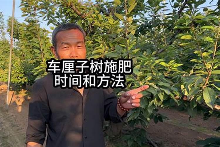 车厘子施肥时间和方法