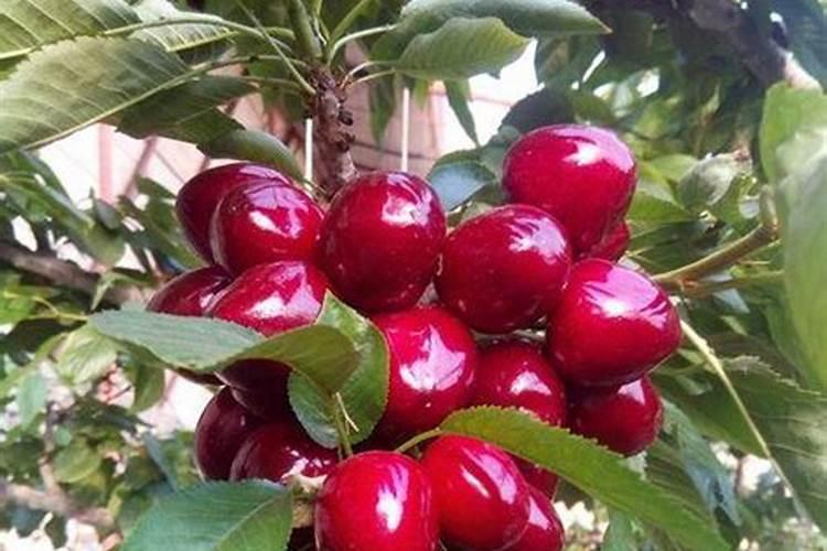 车厘子的种植方法有哪些？