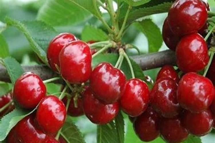 刚移栽的八角幼苗用什么肥料好？