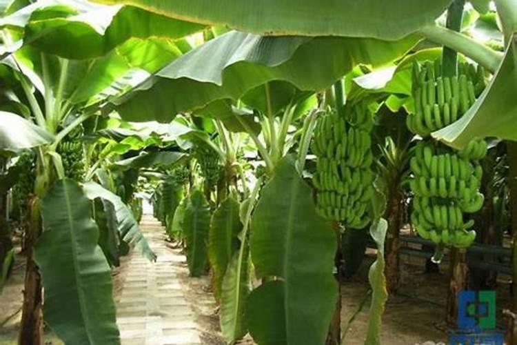 油桃和李子有什么区别 油桃和李子的区别