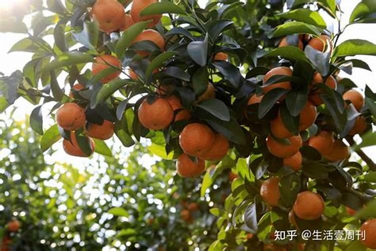 沙糖桔用什么肥料