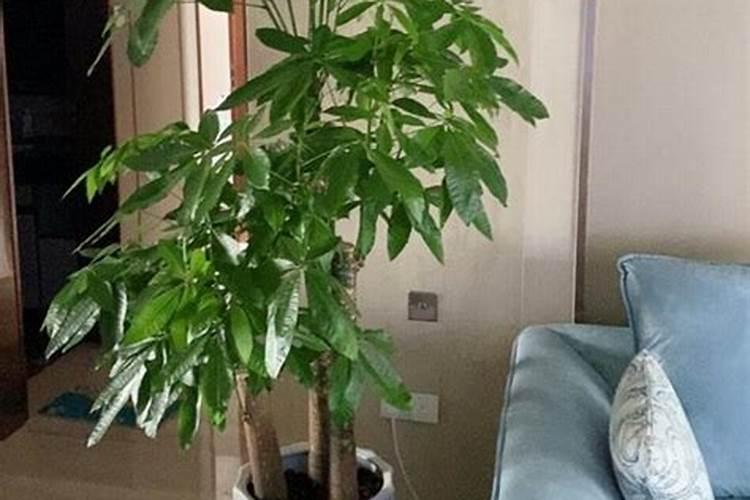 发财树如何浇水施肥最理想