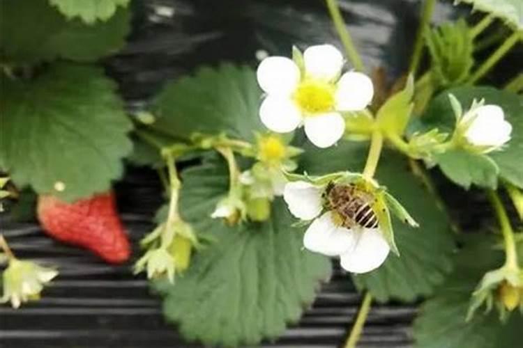 飞机打除草剂加芸苔素好吗