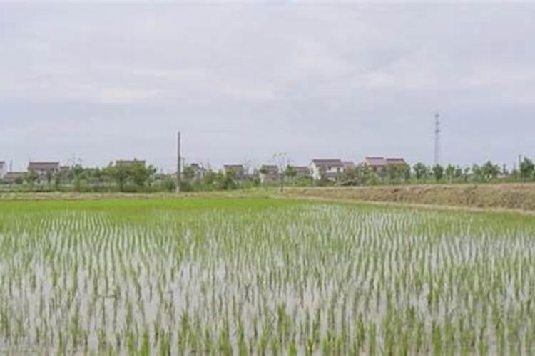 肥害的补救措施
