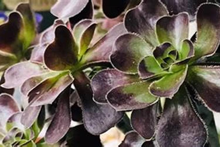 夏季栗子树施什么肥最好？