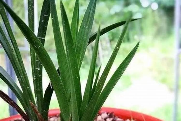 深红芸豆栽培技术要点