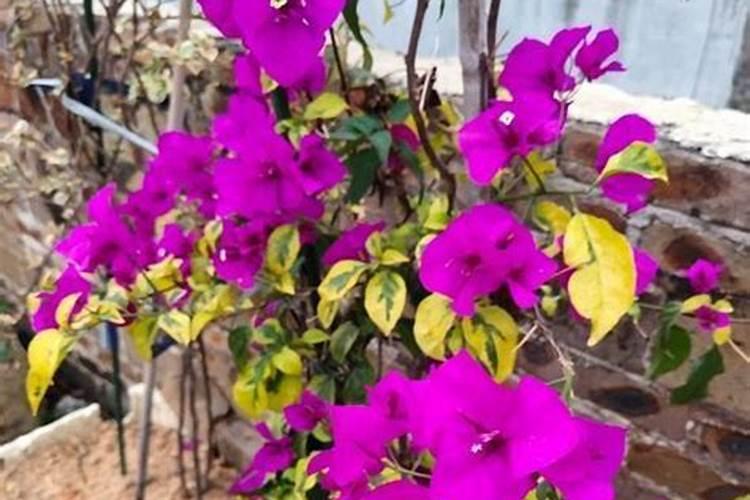 番茄刚定植上用生根剂+芸苔素+多菌灵+杀虫剂一起灌番茄根部可以？