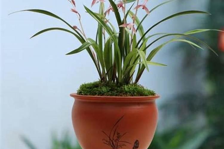 小麦瘪粒不结实,拔节后喷2次硼肥,籽粒颗颗饱满,增产明显