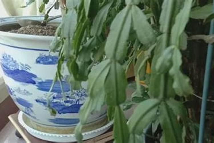 豆角冲什么水溶肥最好