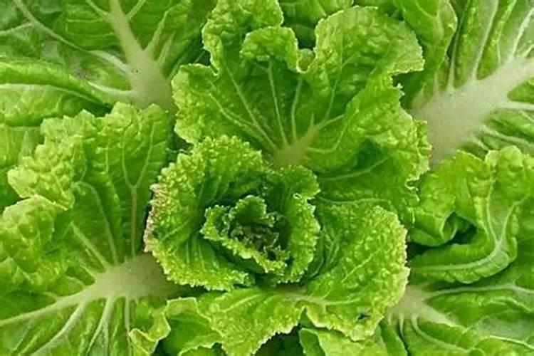 青菜施什么肥最好