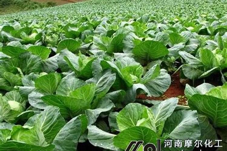 莴笋叶子怎么晒干菜