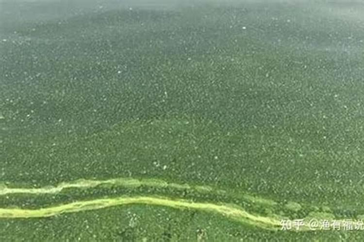 牡丹花浇水时间和正确方法