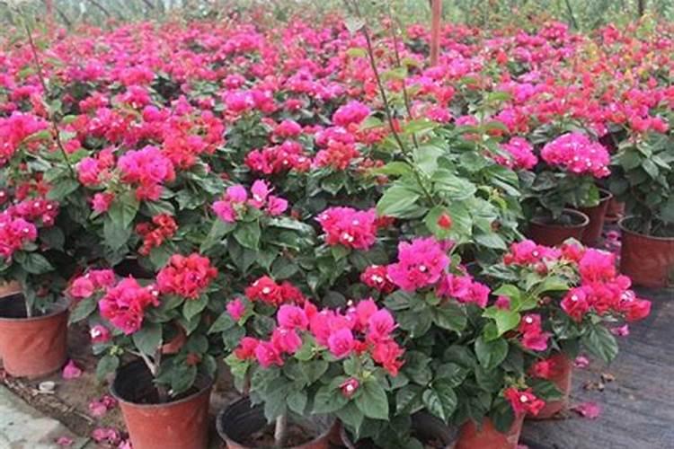 玉露最好养的方法