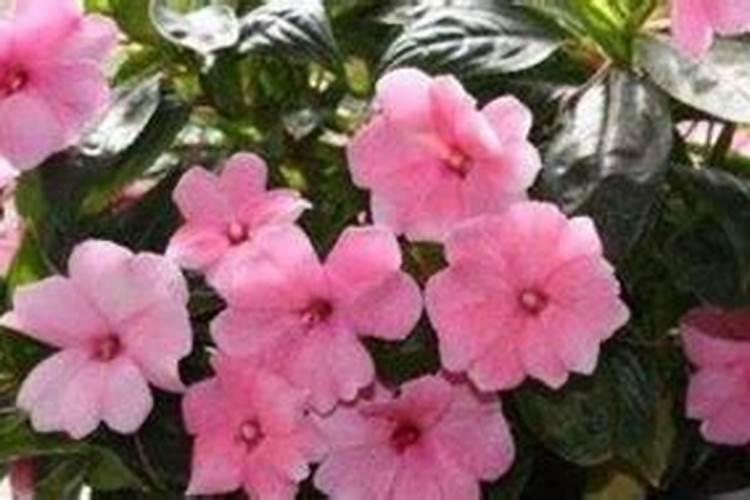 胡向前人物简历