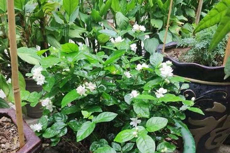 水梅花用什么肥料