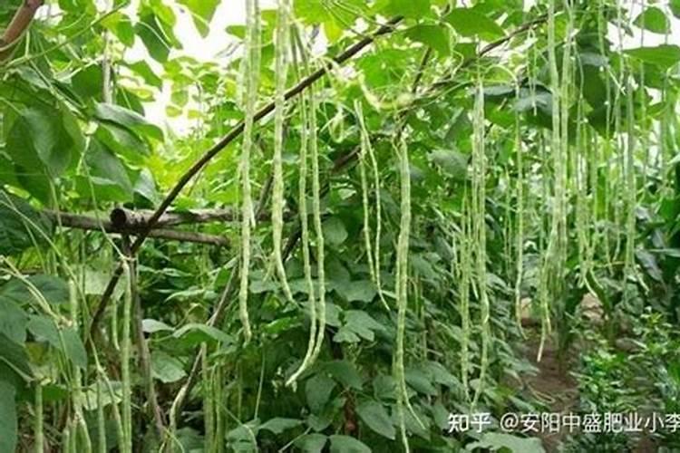 豆角用氮肥还是磷肥追肥比较好