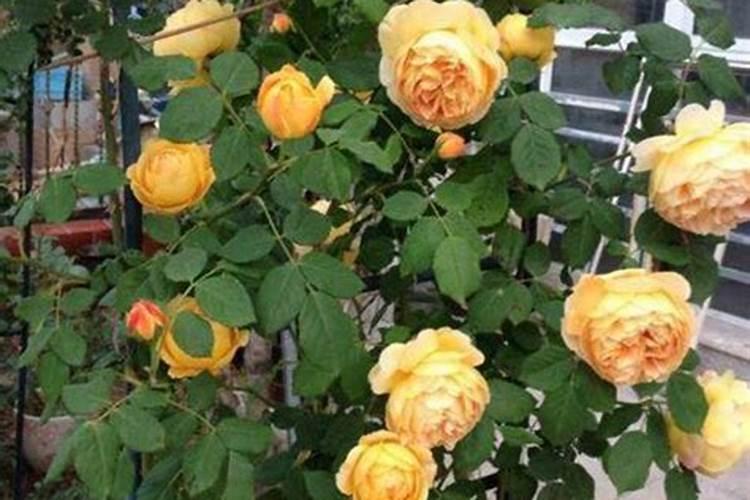 月季开花期间怎么施肥