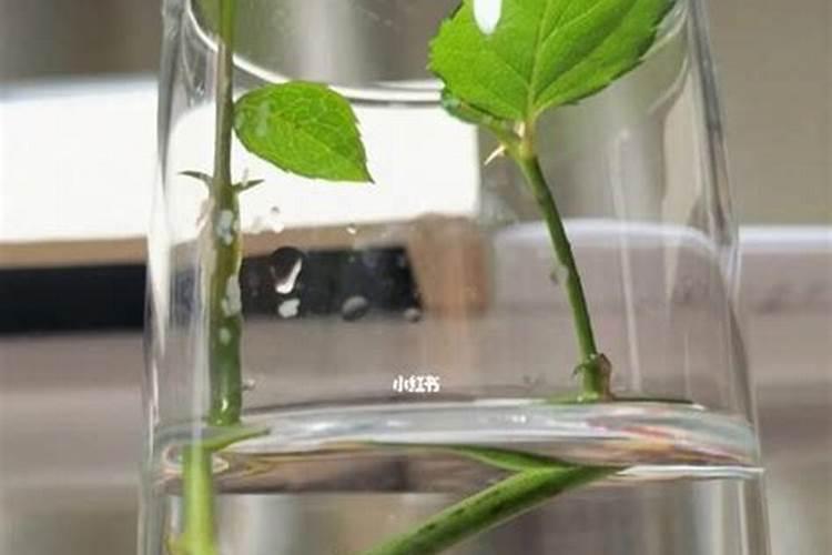 月季施肥和打药要错开时间吗